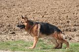 BERGER ALLEMAND 1260